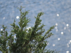 Juniperus maritima