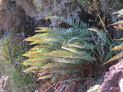 Polystichum imbricans imbricans