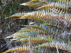Polystichum imbricans imbricans