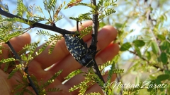 Lampetis dilaticollis