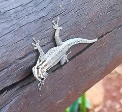 Lygodactylus wojnowskii