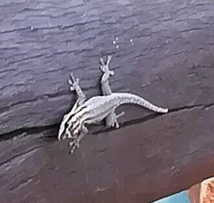 Lygodactylus wojnowskii