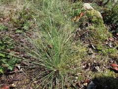 Festuca roemeri
