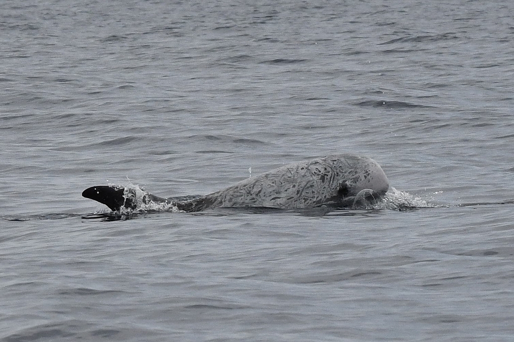 Heavily scarred Risso's dolphin head at the surface