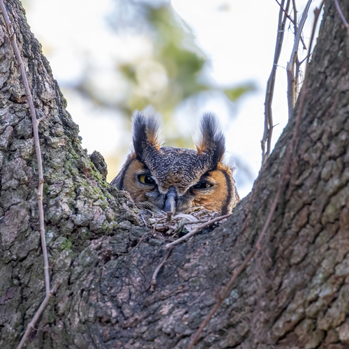 Great Horned Owl photographed in South Carolina