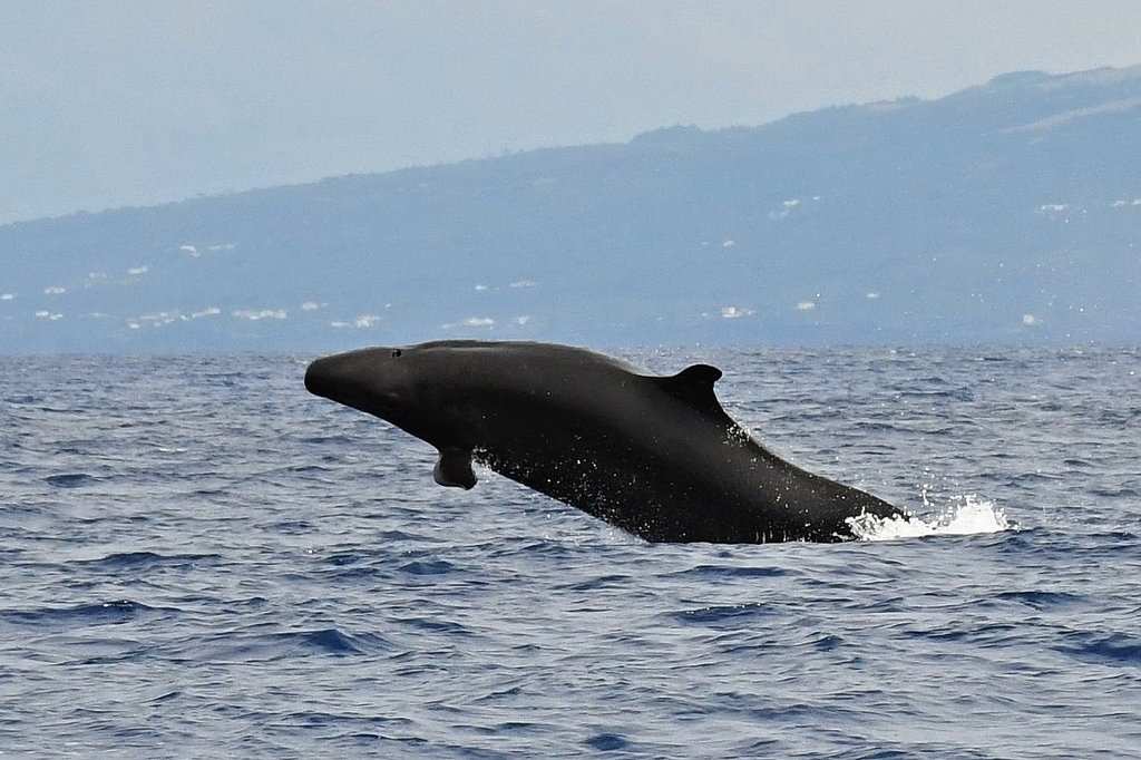 False killer whale leaping off the Azores coast