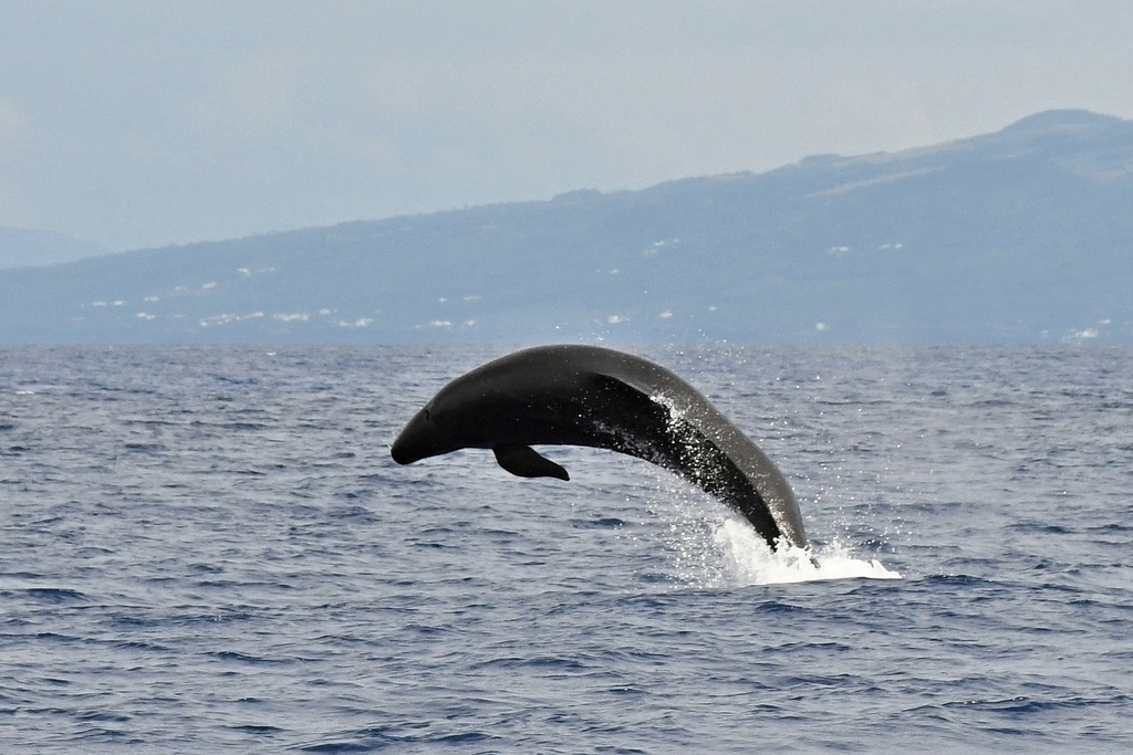 False killer whale breaching near the Azores