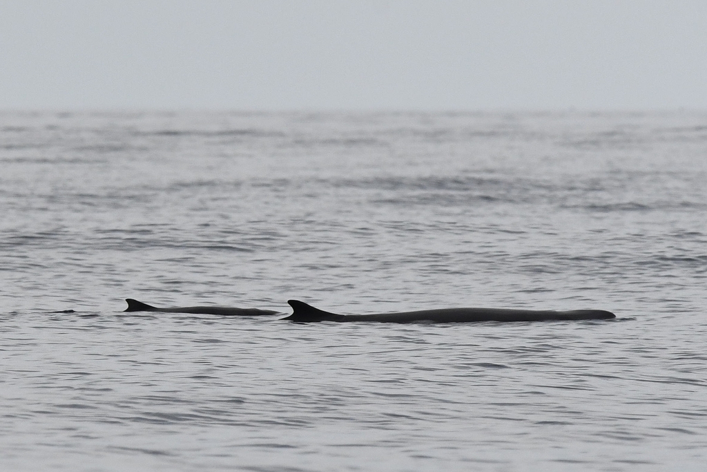 Two pygmy sperm whales at the sea surface off the Azores, low backs and small hooked dorsal fins showing