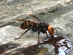 Vespa mandarinia japonica