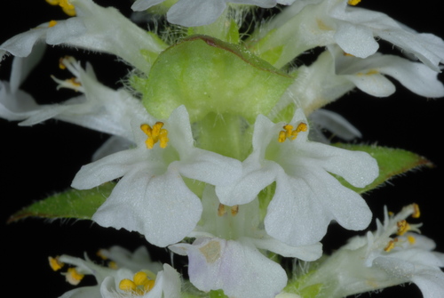 Ajuga reptans