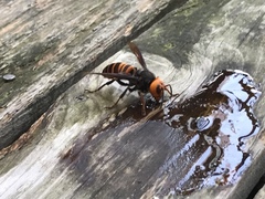 Vespa mandarinia japonica