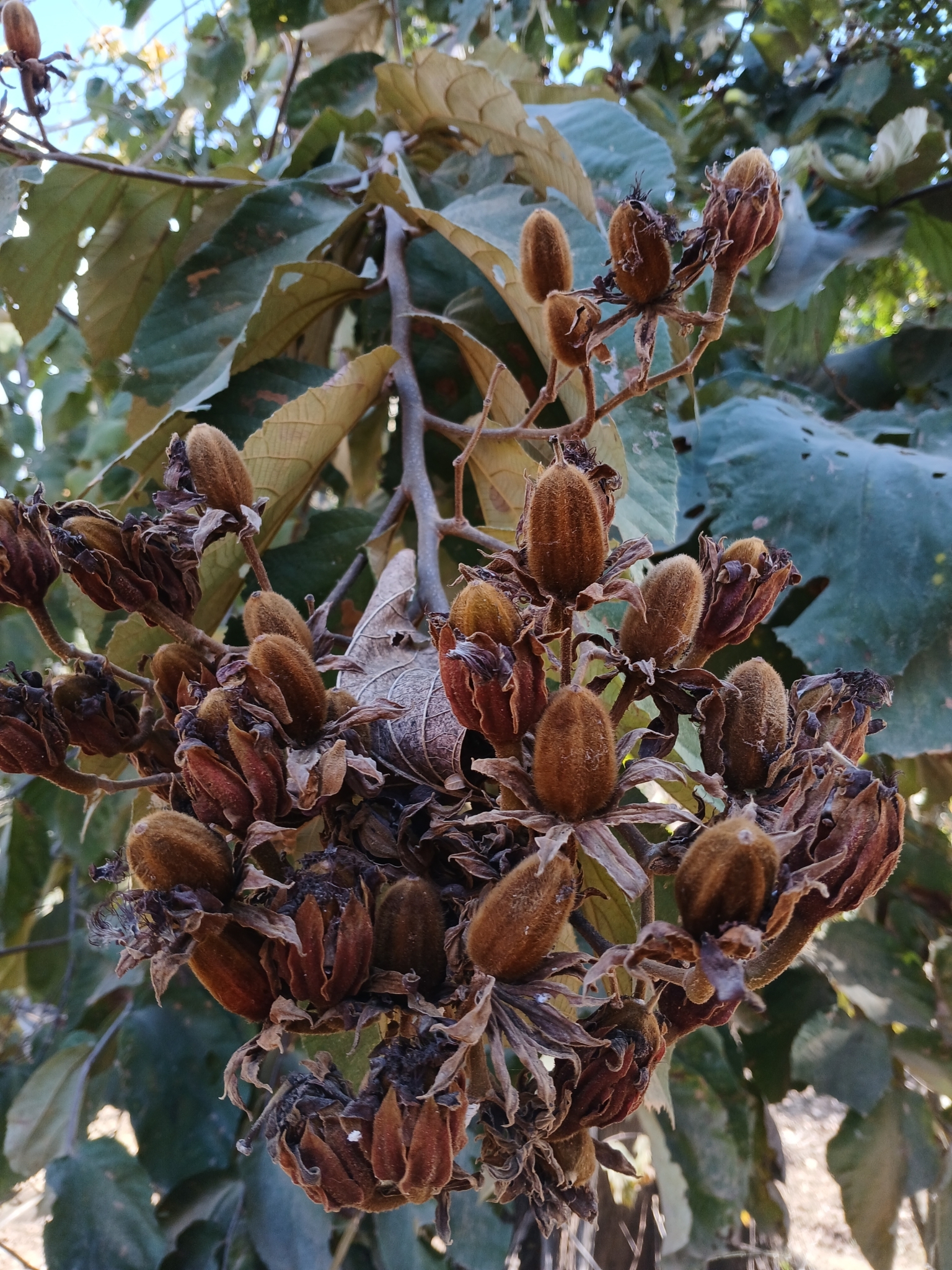 Luehea grandiflora