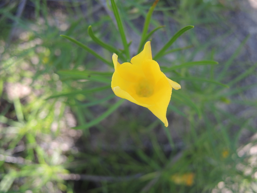 Yellow oleander