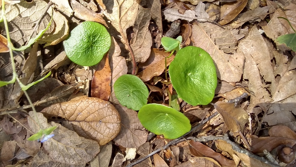 Peperomia gracillima