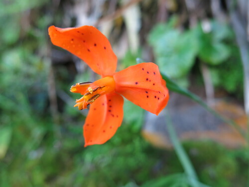 Mastigostyla macbridei photographed in Peru