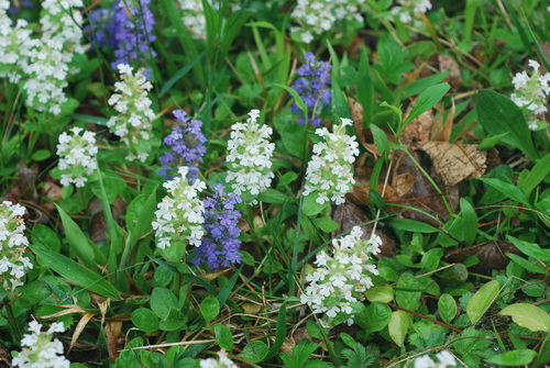 Ajuga reptans
