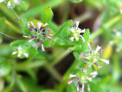 Millotia muelleri