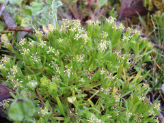 Millotia muelleri