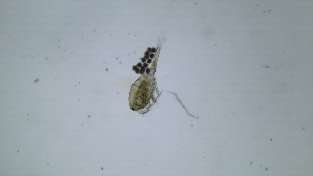 Copepod