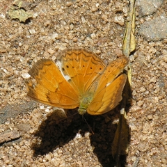 Cirrochroa thais