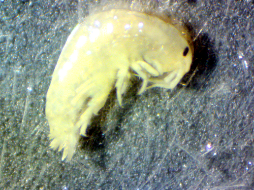 Ptilohyale plumulosus