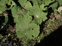 Petasites formosanus