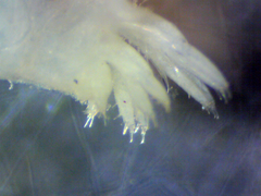 Ptilohyale plumulosus