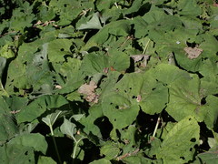 Petasites formosanus
