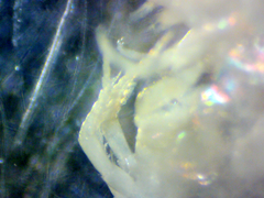 Ptilohyale plumulosus