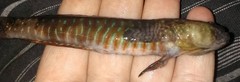 Cryptocentroides gobioides