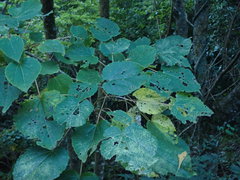 Idesia polycarpa