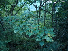 Idesia polycarpa
