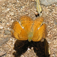 Cirrochroa thais