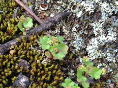 Hydrocotyle callicarpa