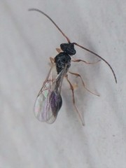 Belytinae