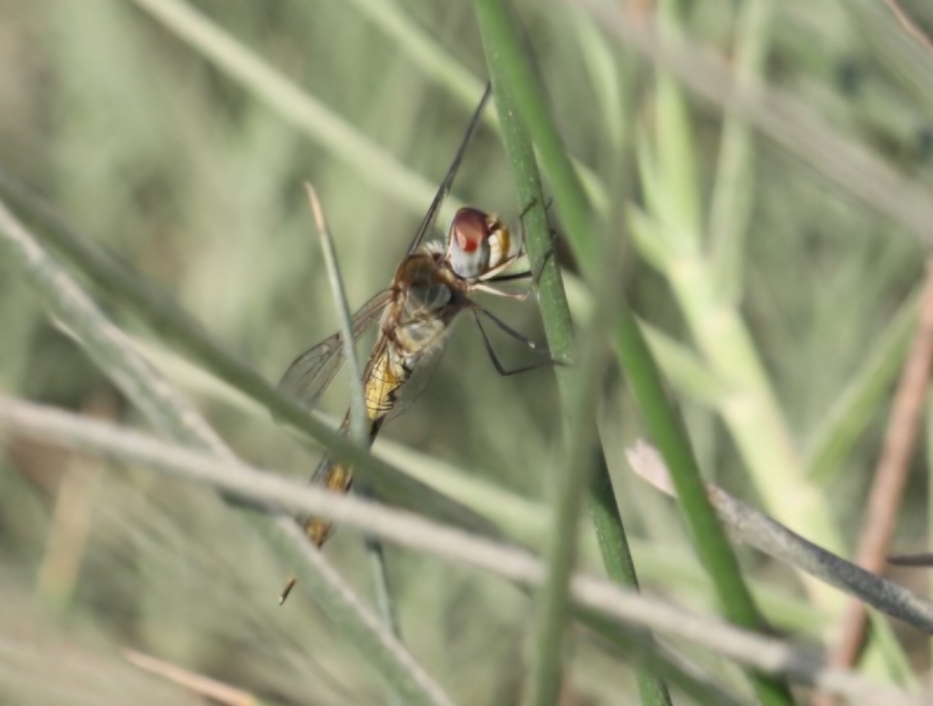 Wandering Glider from Pisco, Peru on July 21, 2025 at 04:09 PM by ...