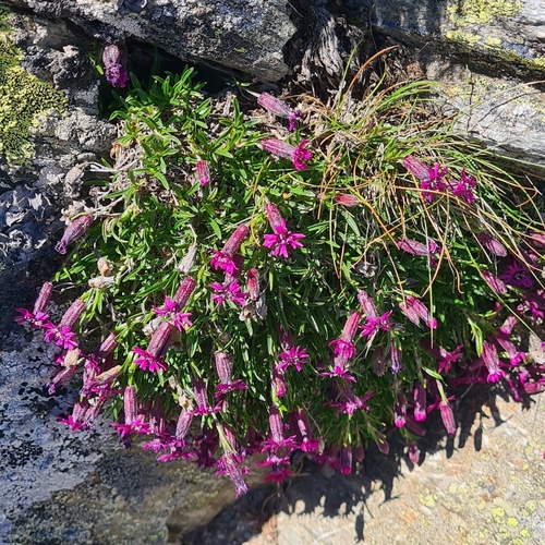 Silene dinarica, photograph 6