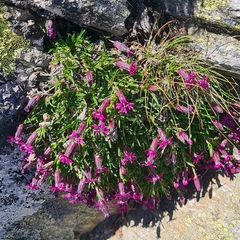 Silene dinarica, photograph author not stated, no rights reserved