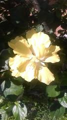 Hibiscus rosa-sinensis