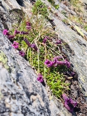 Silene dinarica, photograph author not stated, no rights reserved