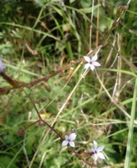 Plumbago pulchella