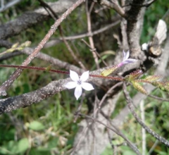 Plumbago pulchella