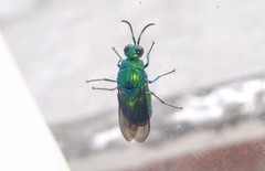 Stilbum