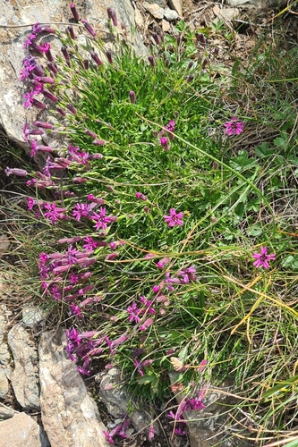 Silene dinarica, photograph 4