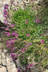 Silene dinarica, photograph author not stated, no rights reserved