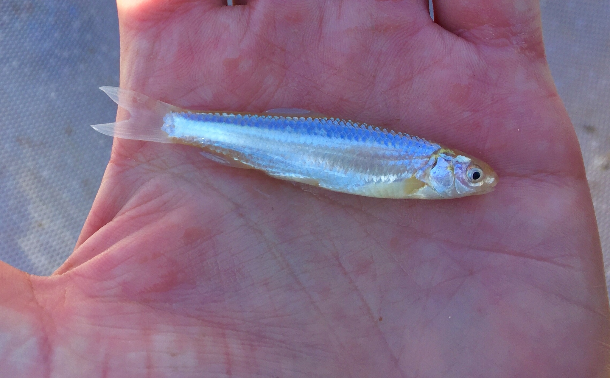 Rio Grande Silvery Minnow (Hybognathus amarus)