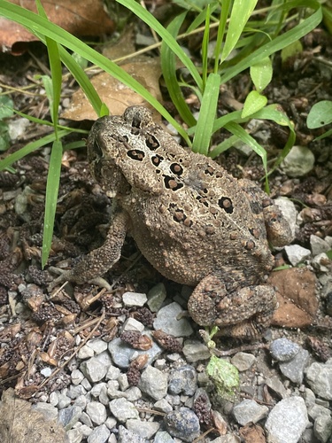 American Toad