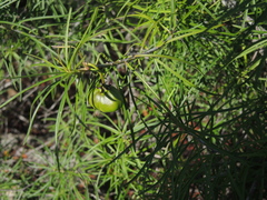 Cascabela pinifolia