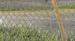 Charadrius vociferus