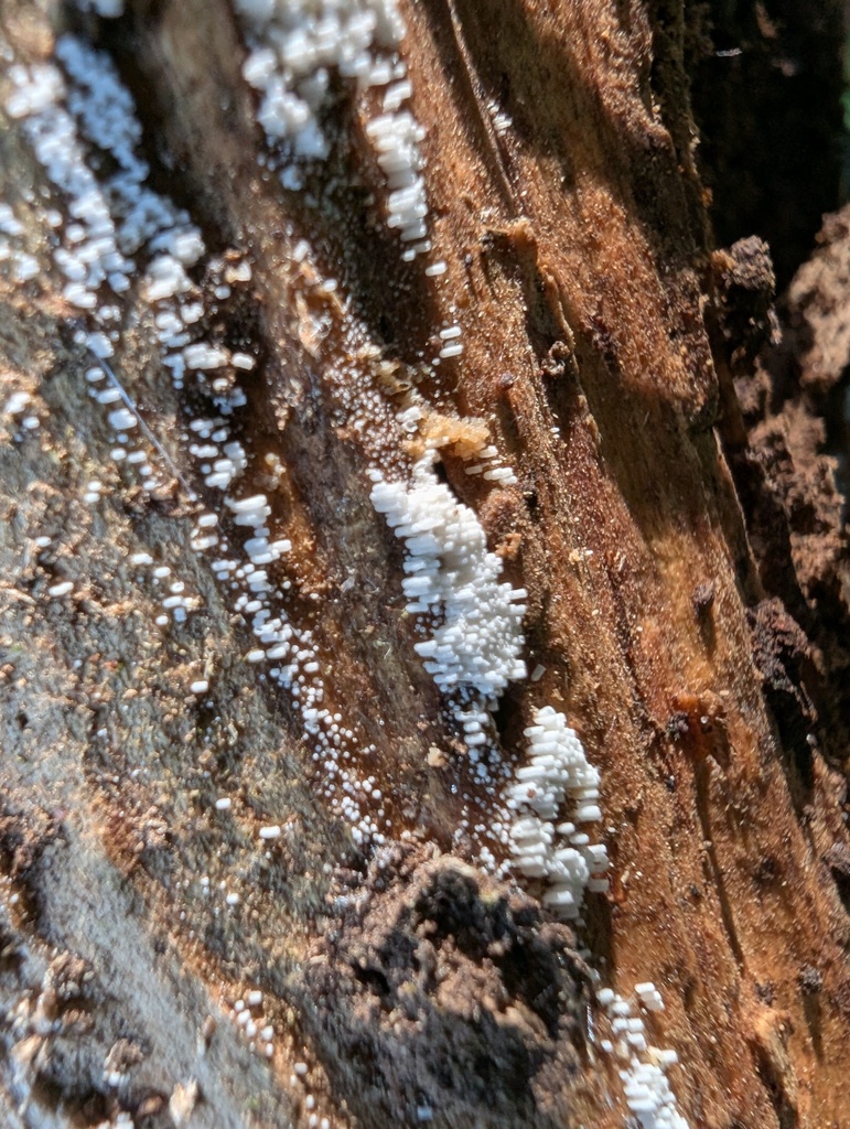 Henningsomyces candidus · July 2025 · photo: © atsushi_nakajima_cirque (iNaturalist, cc-by)